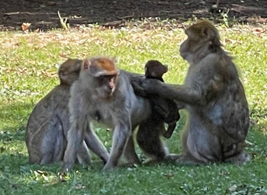 Ein Bild, das Gras, Primat, S&auml;ugetier, drau&szlig;en enth&auml;lt.

Automatisch generierte Beschreibung