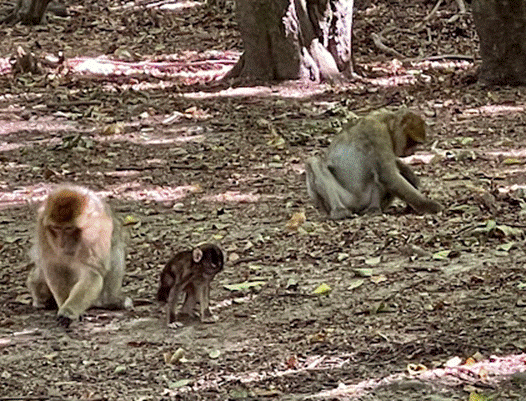Ein Bild, das Boden, drau&szlig;en, S&auml;ugetier, Affe enth&auml;lt.

Automatisch generierte Beschreibung