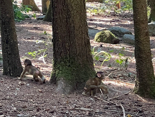 Ein Bild, das Boden, Baum, drau&szlig;en, S&auml;ugetier enth&auml;lt.

Automatisch generierte Beschreibung